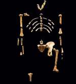 Les Amis du musée de l’Homme, Antenne Océanique